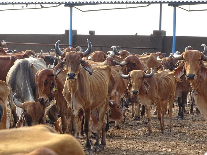 Special initiatives for cows in UP