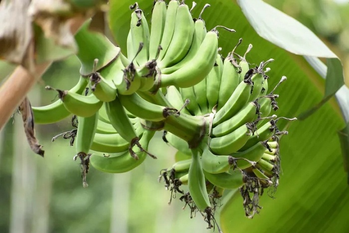 Banana powder snacks for kids