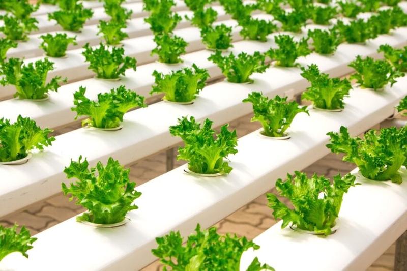 Innovative nutrition formula for Hydroponics farming