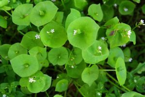 Brahmi – An excellent remedy for hair problems