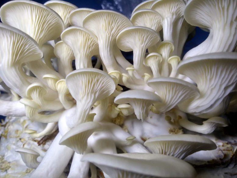 Kerala woman earns lakhs with mushroom farming