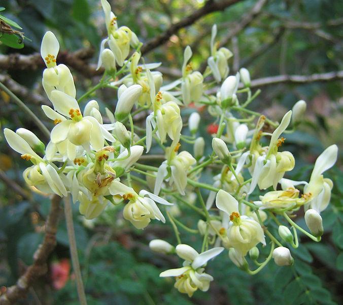 Kerala man earns lakhs by selling moringa honey