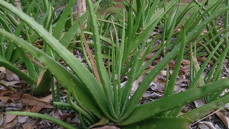 Chaiwala switched to aloe vera farming earns lakhs