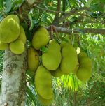 Extraordinary health benefits of Jackfruit flour