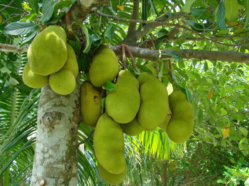 Extraordinary health benefits of Jackfruit flour