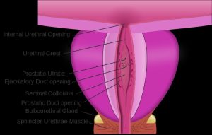 Natural remedies for urinary incontinence
