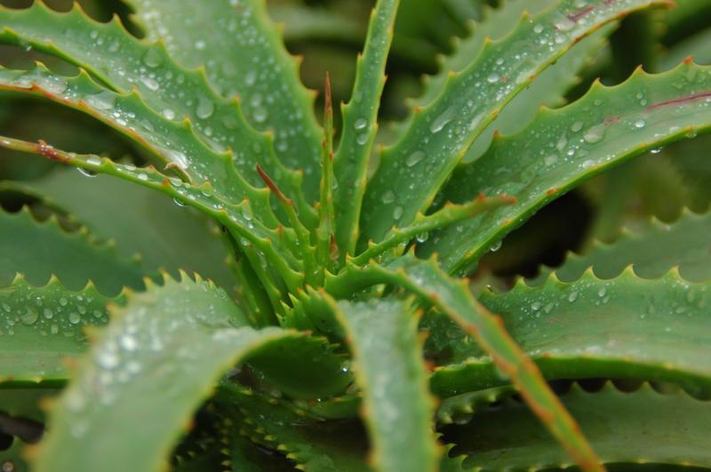 How to make aloe vera gel at home and preserve