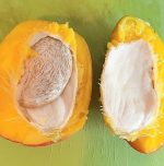 Health benefits of mango seeds