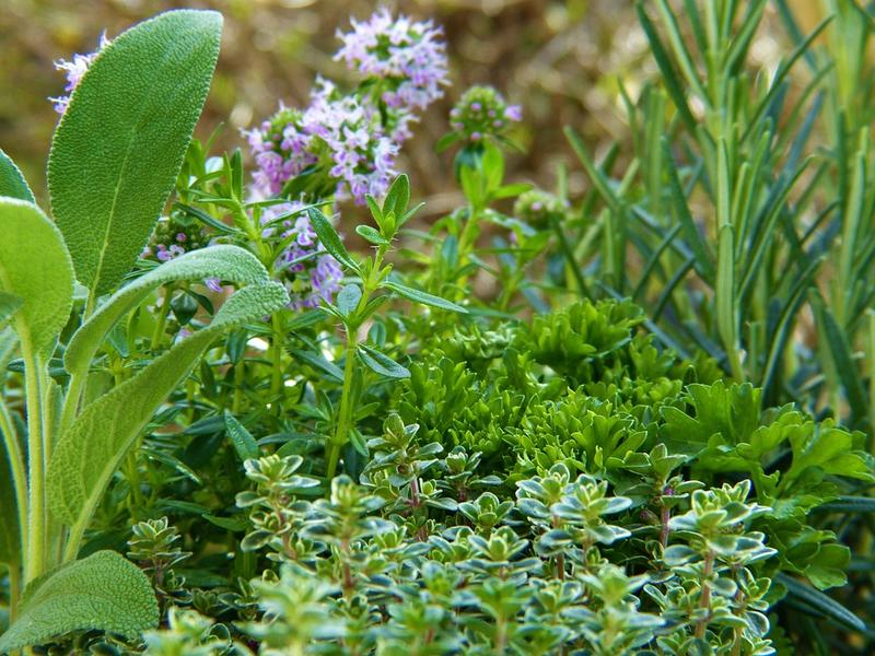 From traditional farming to medicinal farming