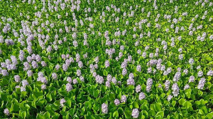 Jharkhand engineer makes sarees using water hyacinths