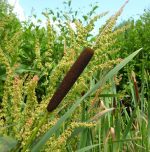 Health Benefits of Browntop millet