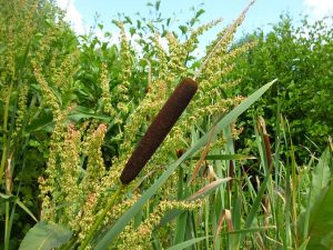 Health Benefits of Browntop millet