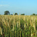 Benefits of Pearl Millet