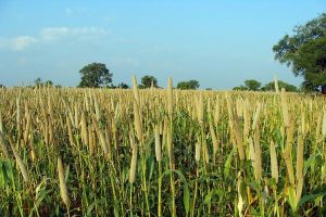 Benefits of Pearl Millet