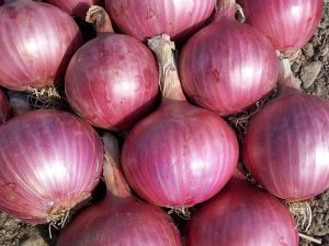 India takes steps to curb soaring onion prices amidst inflation surge