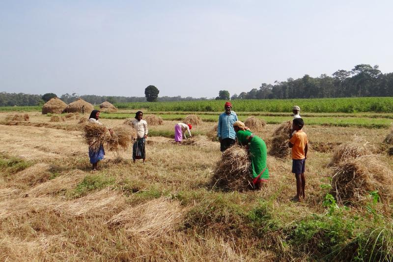 India's ambitious ₹30,000 crore plan to broaden crop insurance