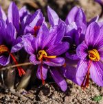 Several skin benefits of saffron
