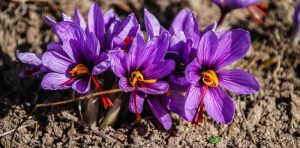 Several skin benefits of saffron