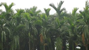 Tree Scooter transforms areca nut harvesting in India