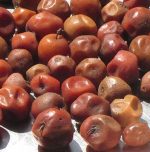 Indian Jujube: Nature's healing treasure for holistic well-being