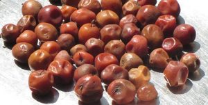 Indian Jujube: Nature's healing treasure for holistic well-being