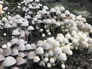 Kanpur engineer innovates with mushroom mycelium