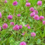 Discover the benefits of red clover