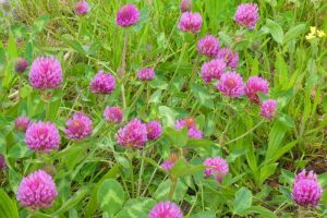 Discover the benefits of red clover