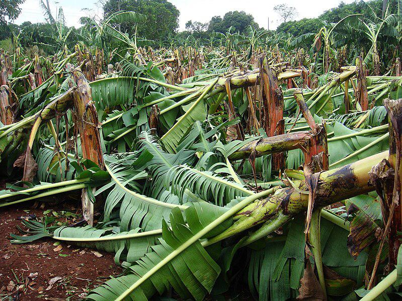Couple’s sustainable banana revolution in Odisha