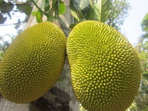 Dried jackfruit products makes this woman earn lakhs