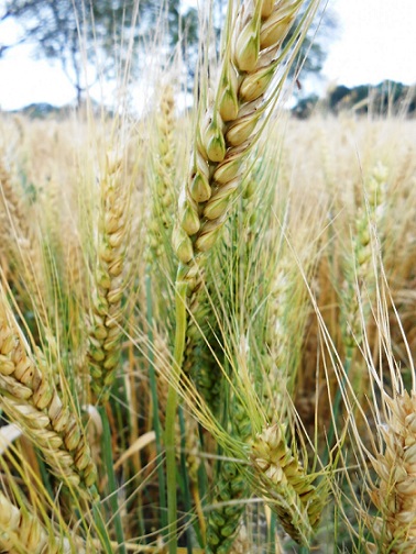 Moomba transforms agriculture through innovation