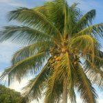 CCoco-bot: Smart climber set to revolutionise coconut harvesting