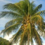 CCoco-bot: Smart climber set to revolutionise coconut harvesting