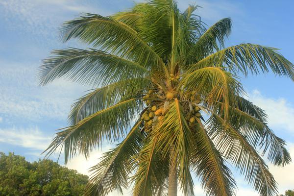 CCoco-bot: Smart climber set to revolutionise coconut harvesting