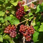 Nourish your kidneys with these best foods