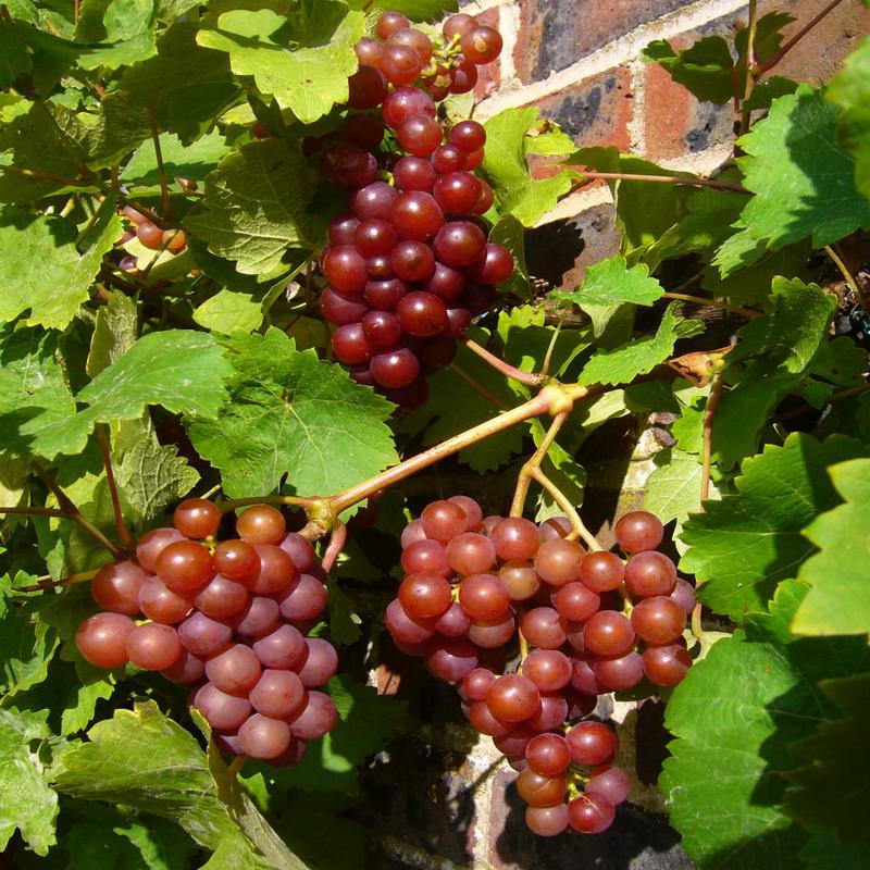 Nourish your kidneys with these best foods