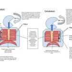 Breathe better with pursed lip breathing