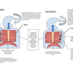 Breathe better with pursed lip breathing