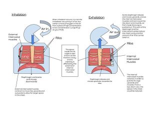 Breathe better with pursed lip breathing