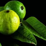 Guava leaves, nature’s hidden remedy for your health