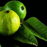 Guava leaves, nature’s hidden remedy for your health