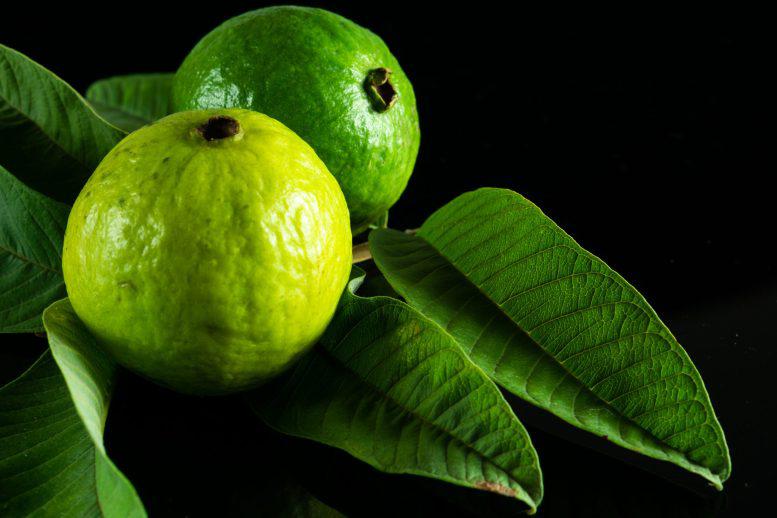 Guava leaves, nature’s hidden remedy for your health