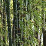 Bamboo builds new futures