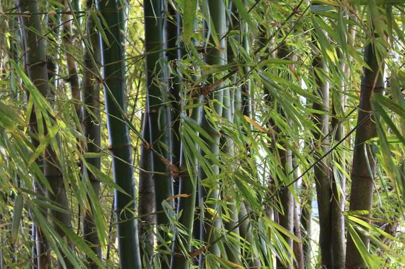 Bamboo builds new futures