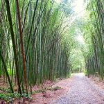 Bamboo transforms tribal livelihoods, giving financial freedom