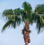 Nipah Virus: Essential safety tips to protect yourself Nipah Virus: Essential safety tips to protect yourself