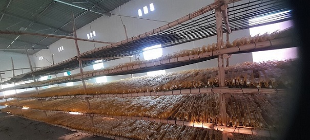 Man revolutionising sericulture at 75