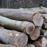 Fuel crisis sparks interest in innovative Vishwaguru Chulha