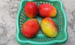 Miyazaki mango: The ruby-coloured fruit worth lakhs