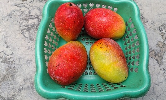 Miyazaki mango: The ruby-coloured fruit worth lakhs